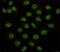 Lysine Demethylase 1A antibody, GTX16471, GeneTex, Immunofluorescence image 