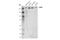 Chromodomain Helicase DNA Binding Protein 5 antibody, 44829S, Cell Signaling Technology, Western Blot image 