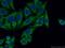 Tu Translation Elongation Factor, Mitochondrial antibody, 26730-1-AP, Proteintech Group, Immunofluorescence image 