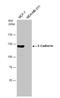Cadherin 1 antibody, NBP2-16258, Novus Biologicals, Western Blot image 