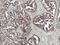 TSC Complex Subunit 2 antibody, LS-C774517, Lifespan Biosciences, Immunohistochemistry frozen image 