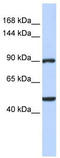 Zinc Finger Protein 217 antibody, TA333916, Origene, Western Blot image 