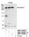 Centromere Protein E antibody, NBP1-06506, Novus Biologicals, Immunoprecipitation image 