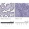 DPY30 Domain Containing 2 antibody, NBP2-38377, Novus Biologicals, Immunohistochemistry paraffin image 