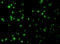 MCL1 Apoptosis Regulator, BCL2 Family Member antibody, 3477, ProSci, Immunofluorescence image 