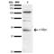 c-Myc antibody, SPC-725D-HRP, StressMarq, Western Blot image 