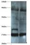 Proteasome Subunit Beta 2 antibody, LS-C211110, Lifespan Biosciences, Western Blot image 
