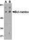 BCL2 Like 13 antibody, TA306100, Origene, Western Blot image 