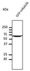 RAB2A, Member RAS Oncogene Family antibody, AB10021-200, Origene, Western Blot image 