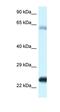 Acyl-CoA Synthetase Bubblegum Family Member 1 antibody, orb331109, Biorbyt, Western Blot image 
