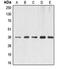 ERCC Excision Repair 1, Endonuclease Non-Catalytic Subunit antibody, orb213903, Biorbyt, Western Blot image 