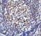 Lymphocyte Activating 3 antibody, 8657, ProSci, Immunohistochemistry paraffin image 
