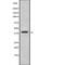 Autophagy Related 3 antibody, abx148393, Abbexa, Western Blot image 