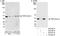 Eukaryotic Translation Initiation Factor 3 Subunit I antibody, A300-792A, Bethyl Labs, Immunoprecipitation image 