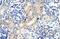 ZFP57 Zinc Finger Protein antibody, A07563, Boster Biological Technology, Immunohistochemistry frozen image 