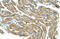 Transmembrane Protein 82 antibody, orb325180, Biorbyt, Immunohistochemistry paraffin image 