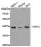 Proline And Serine Rich Coiled-Coil 1 antibody, A5484, ABclonal Technology, Western Blot image 
