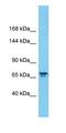 CNPPD1 antibody, orb331386, Biorbyt, Western Blot image 