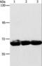 Cytoskeleton Associated Protein 4 antibody, LS-B13957, Lifespan Biosciences, Western Blot image 