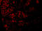 Angiotensin II type-1 receptor antibody, 5391, ProSci Inc, Immunofluorescence image 