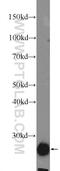 NFU1 Iron-Sulfur Cluster Scaffold antibody, 25598-1-AP, Proteintech Group, Western Blot image 