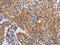 Alcohol Dehydrogenase 1A (Class I), Alpha Polypeptide antibody, CSB-PA233146, Cusabio, Immunohistochemistry frozen image 