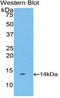 R-spondin-1 antibody, LS-C296291, Lifespan Biosciences, Western Blot image 