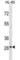 Family With Sequence Similarity 110 Member D antibody, abx031267, Abbexa, Western Blot image 