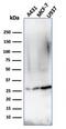 EPF antibody, AE00104, Aeonian Biotech, Western Blot image 