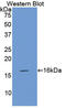 Coagulation Factor VII antibody, LS-C299584, Lifespan Biosciences, Western Blot image 