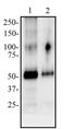 N-Terminal Asparagine Amidase antibody, NB100-77673, Novus Biologicals, Western Blot image 