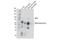 Myeloperoxidase antibody, 79623S, Cell Signaling Technology, Western Blot image 
