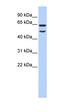 Deoxyribonuclease 1 antibody, orb330488, Biorbyt, Western Blot image 