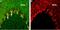 Contactin Associated Protein Like 2 antibody, PA5-77698, Invitrogen Antibodies, Immunohistochemistry paraffin image 