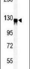 Vinculin antibody, PA5-14325, Invitrogen Antibodies, Western Blot image 