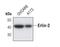 ERLIN2 antibody, PA5-17103, Invitrogen Antibodies, Western Blot image 