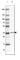 Family With Sequence Similarity 177 Member A1 antibody, HPA055440, Atlas Antibodies, Western Blot image 