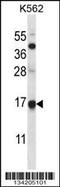 Mago Homolog, Exon Junction Complex Subunit antibody, 57-680, ProSci, Western Blot image 