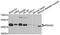 Ras Related GTP Binding D antibody, A09990, Boster Biological Technology, Western Blot image 