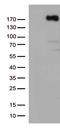 Kinase Insert Domain Receptor antibody, CF802588, Origene, Western Blot image 