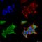 Gamma-Aminobutyric Acid Type A Receptor Alpha4 Subunit antibody, SMC-489D-A390, StressMarq, Immunofluorescence image 