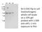 Eukaryotic Translation Initiation Factor 5 antibody, 11155-1-AP, Proteintech Group, Western Blot image 