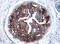 p21 antibody, AF1047, R&D Systems, Immunohistochemistry paraffin image 