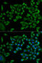 Tryptophanyl-TRNA Synthetase antibody, 19-840, ProSci, Immunofluorescence image 