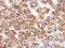 C-X-C Motif Chemokine Receptor 1 antibody, NBP2-16043, Novus Biologicals, Immunohistochemistry frozen image 