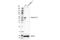 Gasdermin D antibody, 97558S, Cell Signaling Technology, Western Blot image 