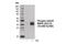 Erk1 antibody, 14227S, Cell Signaling Technology, Western Blot image 