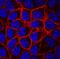 Syndecan 1 antibody, MAB2966, R&D Systems, Immunofluorescence image 