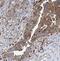 Tryptophanyl-TRNA Synthetase antibody, FNab09024, FineTest, Immunohistochemistry frozen image 