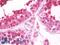 Lipin 1 antibody, LS-B10117, Lifespan Biosciences, Immunohistochemistry frozen image 